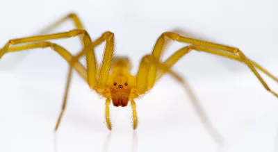 Helsingin Luonnontieteellisessä museossa elää trooppisia myrkkyhämähäkkejä  – vapaana! - Tekniikan Maailma